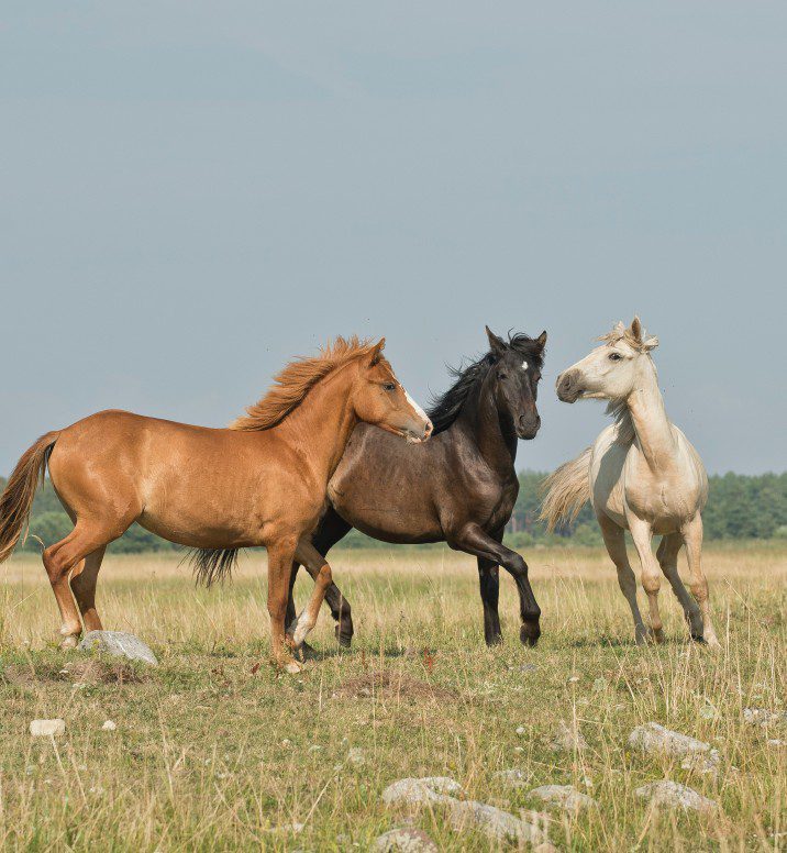 chevaux en pleine nature