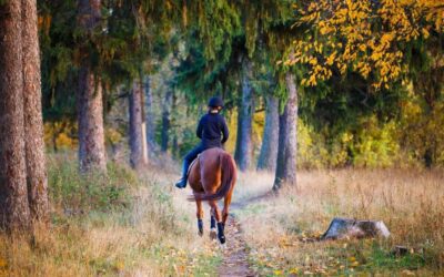 Comment gérer les besoins du cheval en automne ?