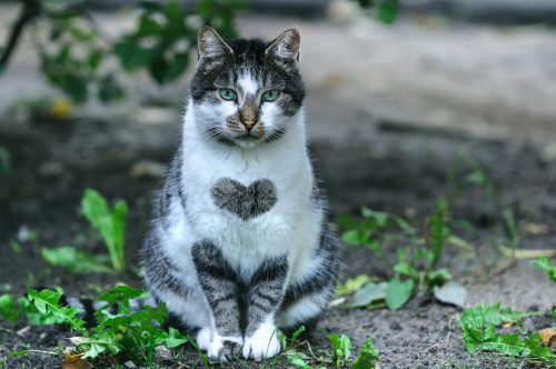 chat au pelage coeur