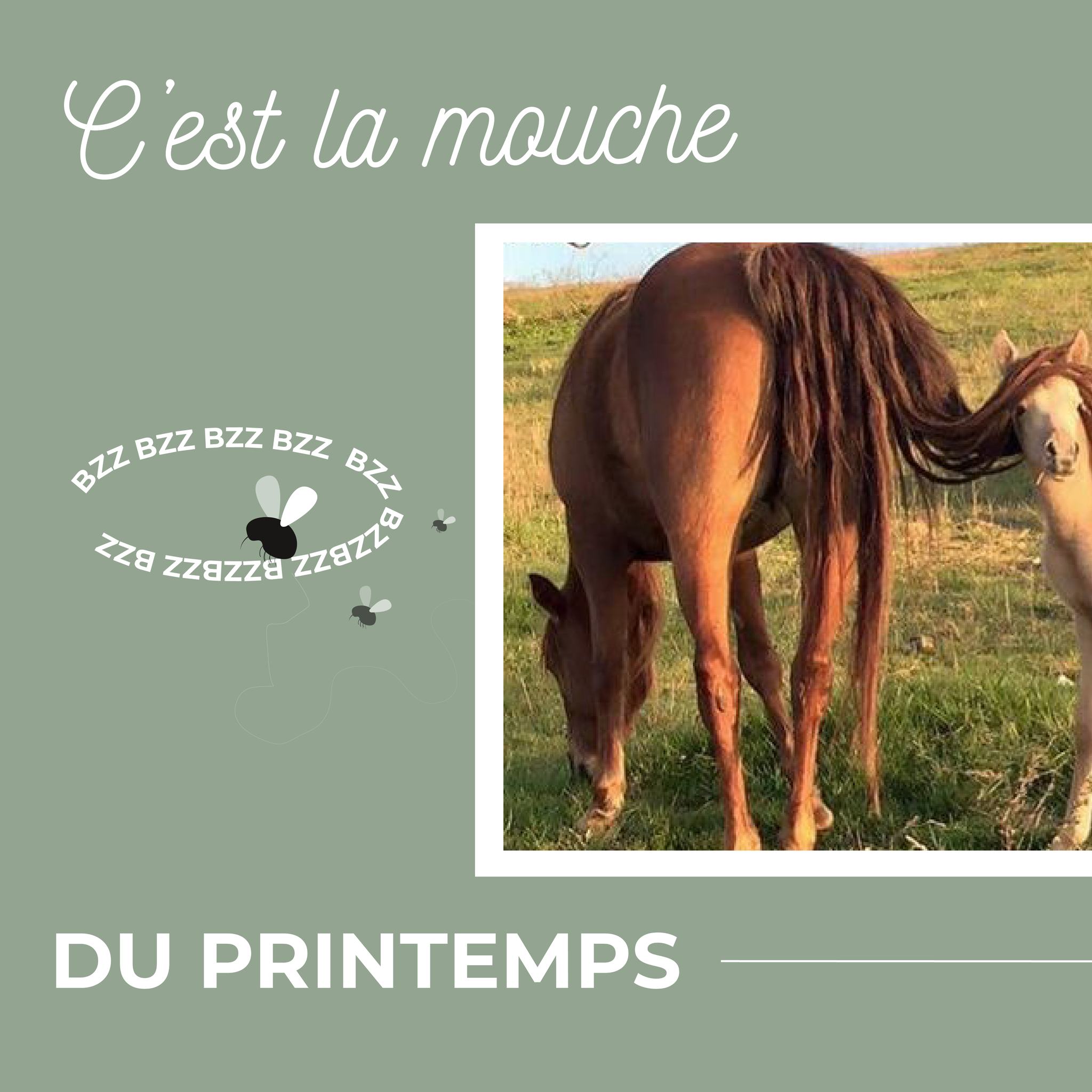 equi taons mouches 1