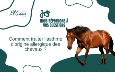 Comment traiter l’asthme d’origine allergique des chevaux ?