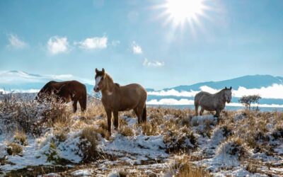 Prendre soin de son cheval en hiver : conseils pour l’alimentation et le logement
