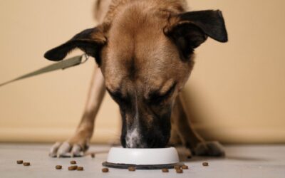 La nutrition canine