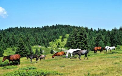 Les races de chevaux méconnues et leur histoire
