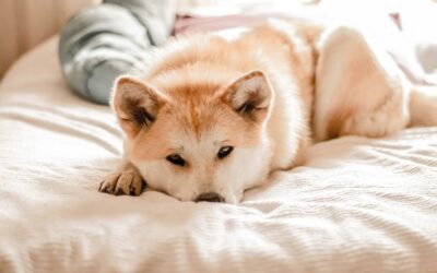 Gérer le stress chez les chiens : signes, causes et stratégies de relaxation