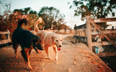 Maintenir des articulations saines chez les chiens : exercices adaptés et prévention des blessures