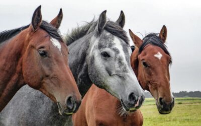Les méthodes pour stimuler le système immunitaire des chevaux et favoriser leur vitalité
