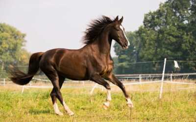 Harpagophytum pour chevaux : Soulager les articulations naturellement